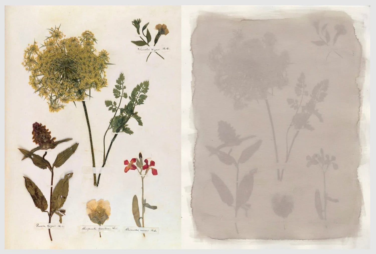 The Best Photobook That I Got at the NYABF